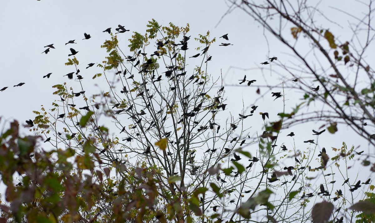 Common Grackle - ML643519637