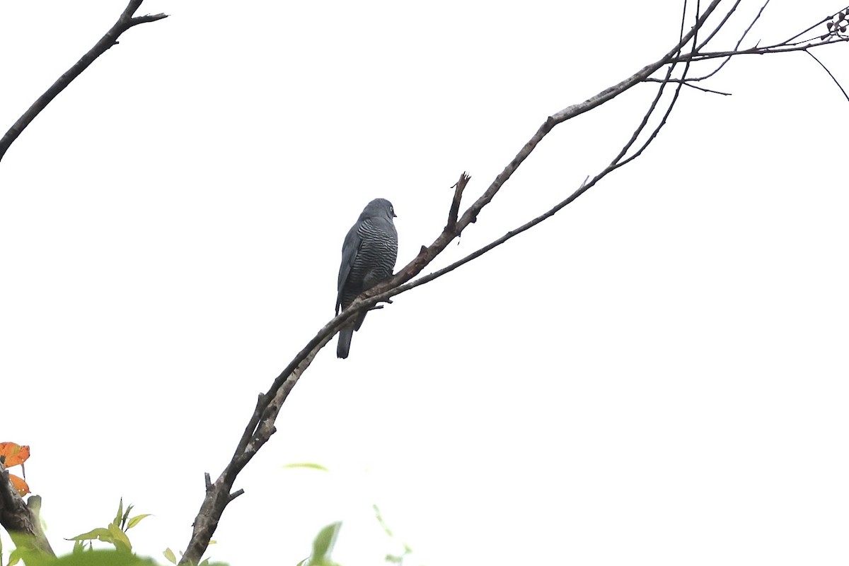 Barred Cuckooshrike - ML643519638