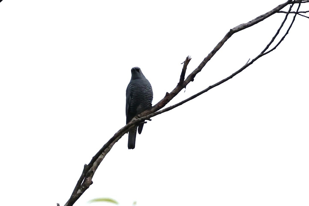 Barred Cuckooshrike - ML643519639