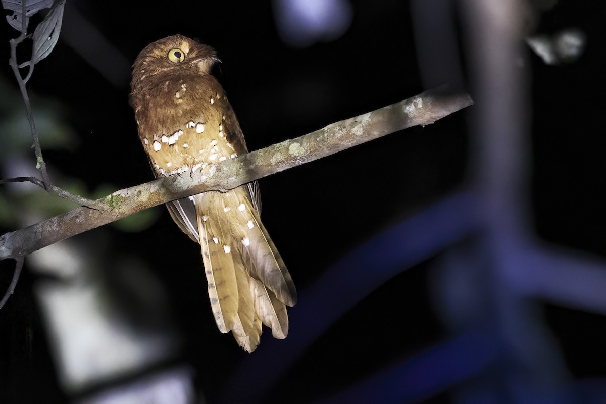 サビイロタチヨタカ - ML643519643