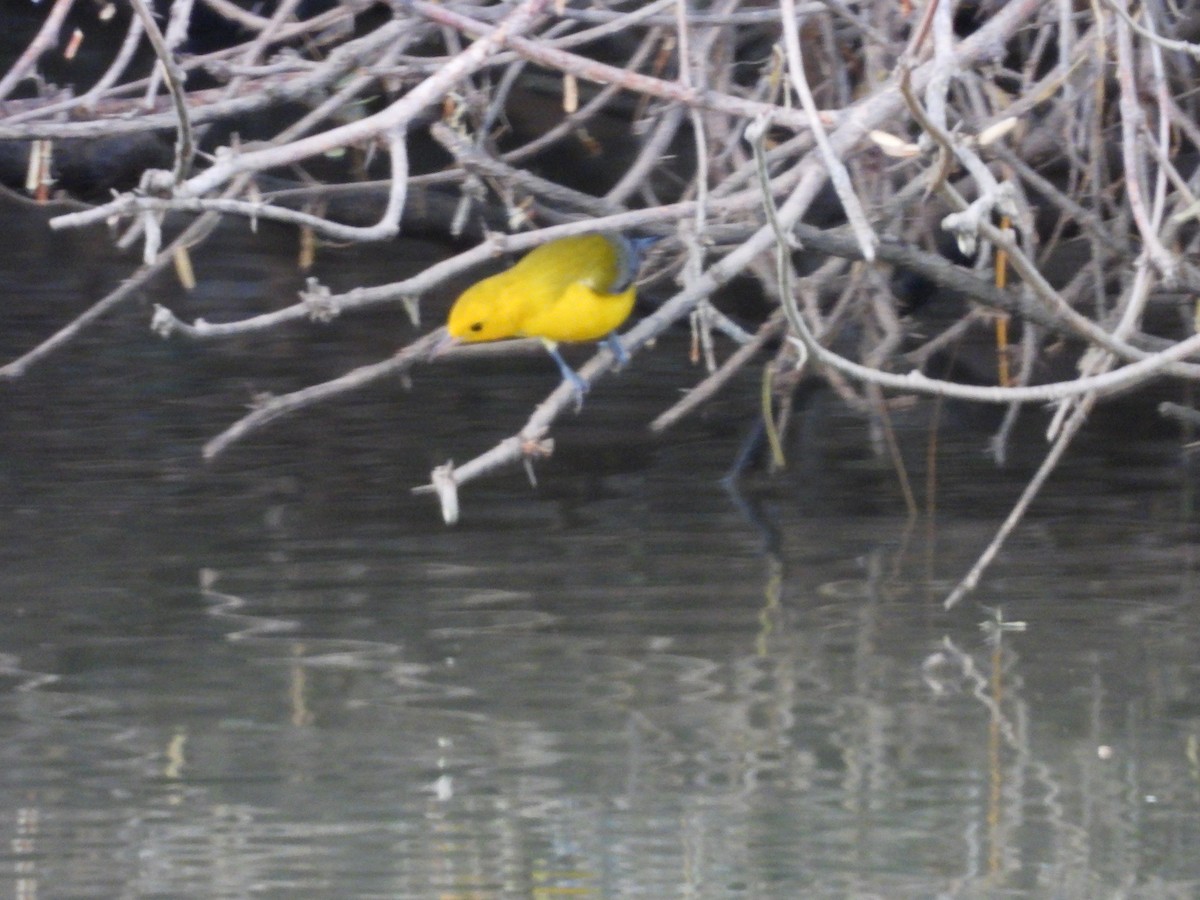 Prothonotary Warbler - ML643519644