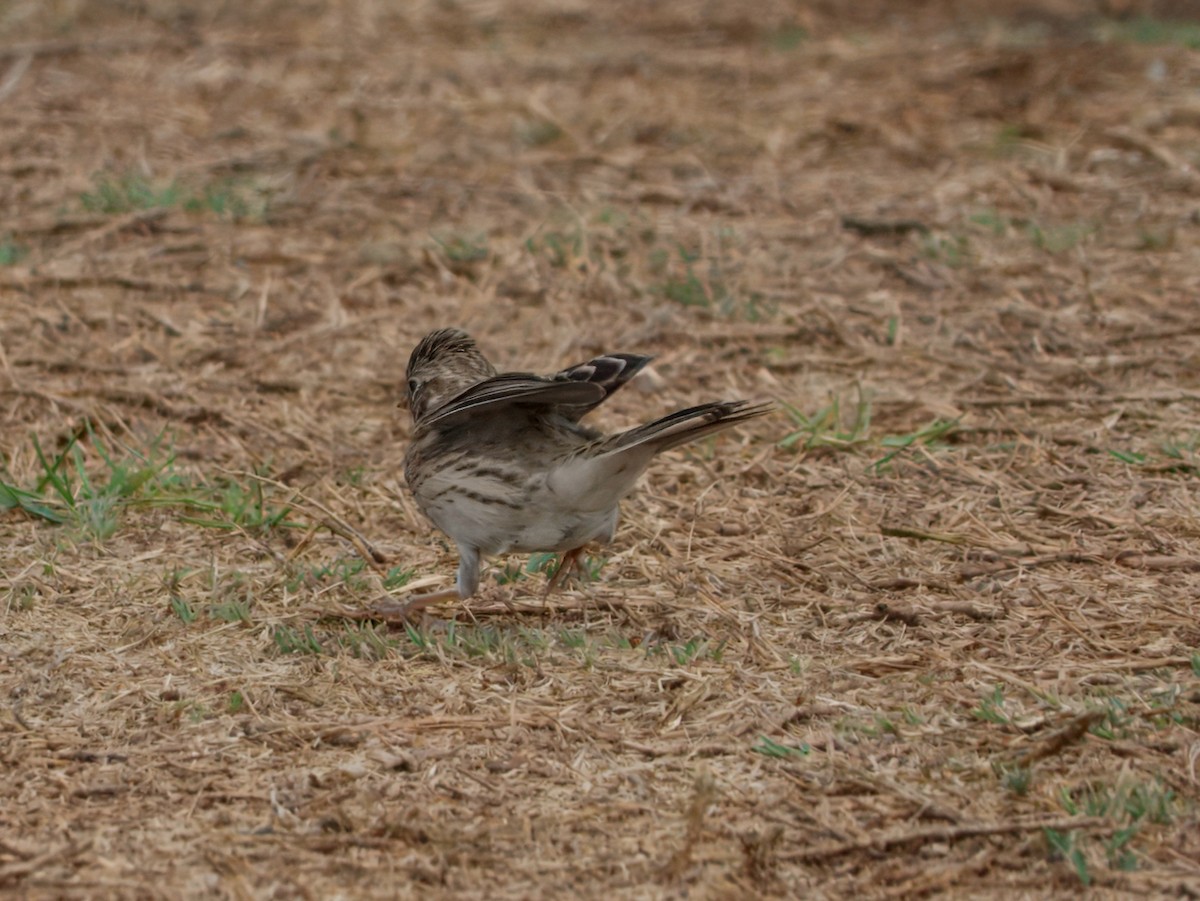 Vesper Sparrow - ML643519651