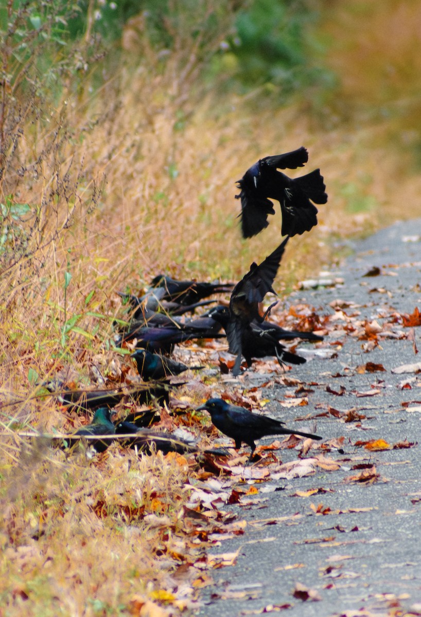 Common Grackle - ML643519653