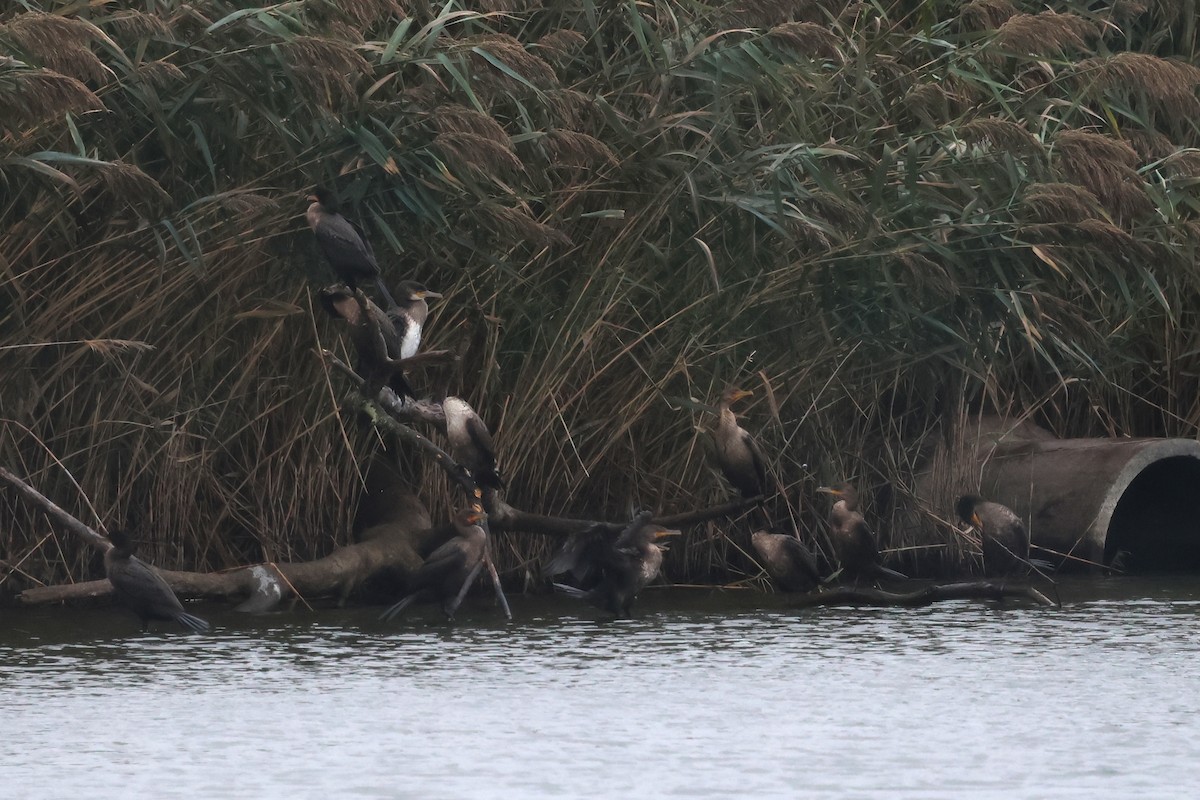 Great Cormorant - ML643519654
