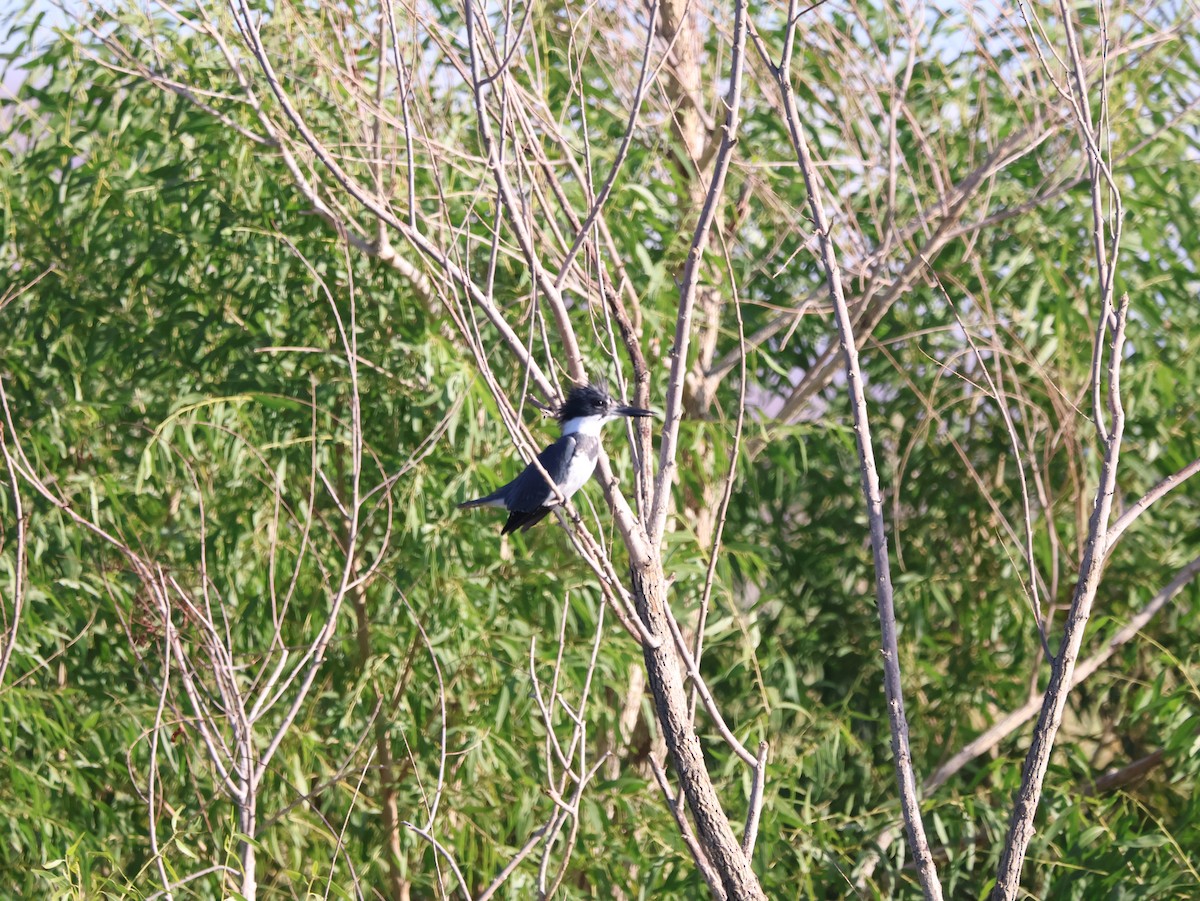Belted Kingfisher - ML643519661