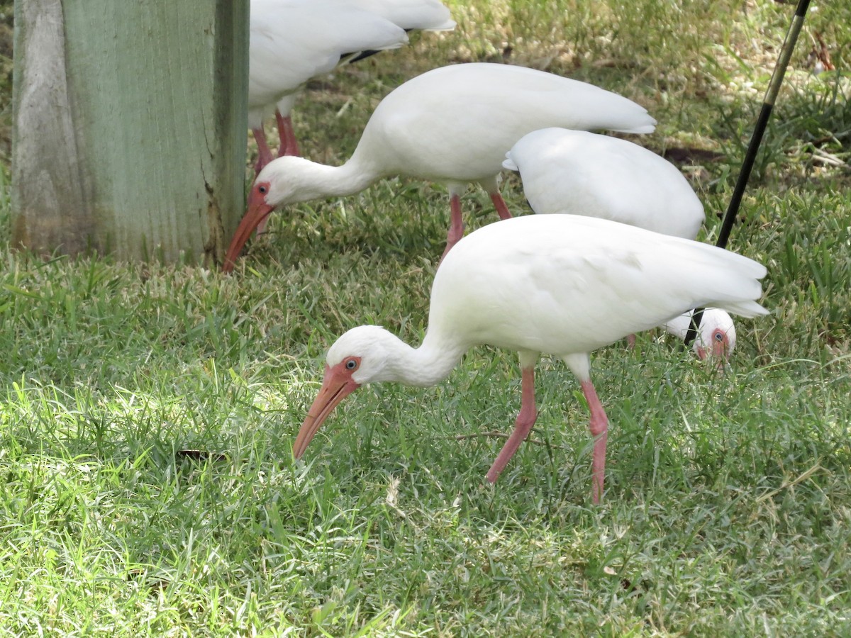 White Ibis - ML643519662