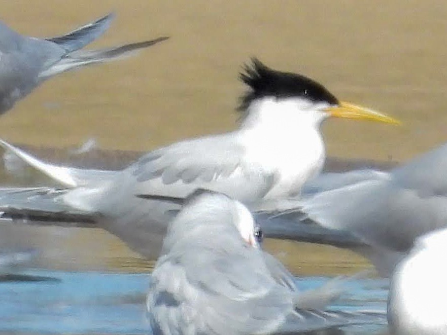 rybák severní - ML643519679