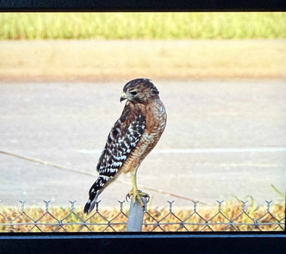 Red-shouldered Hawk - ML643519685