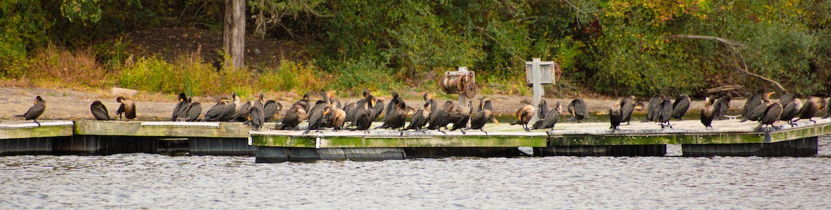 Ubarroi belarriduna - ML643519689