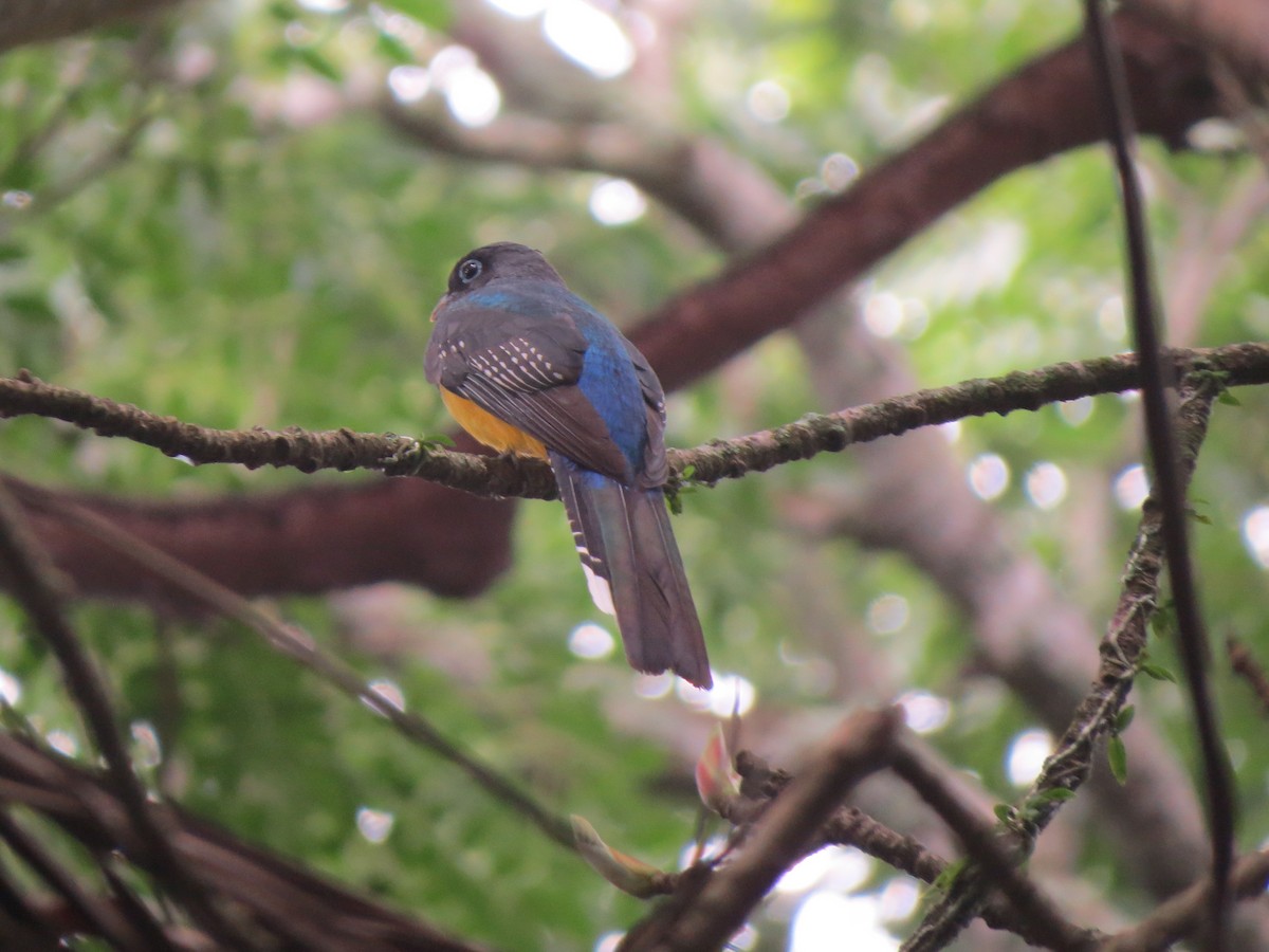 Black-headed Trogon - ML643519692