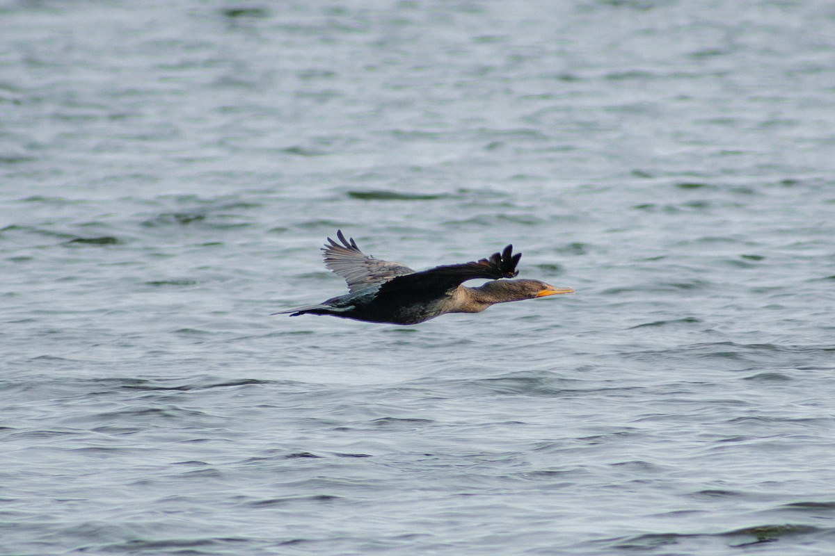 Ubarroi belarriduna - ML643519696