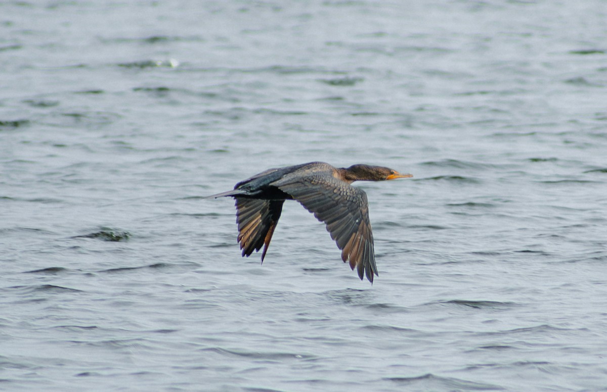 Ubarroi belarriduna - ML643519700