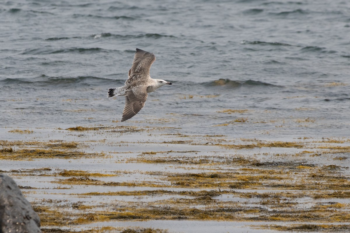 Great Black-backed Gull - ML643519701