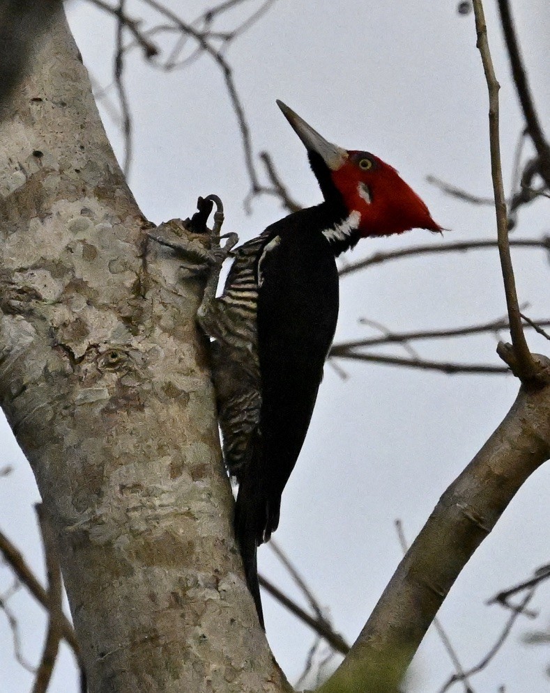 Crimson-crested Woodpecker - ML643519704