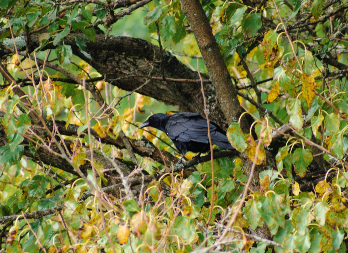 American Crow - ML643519705