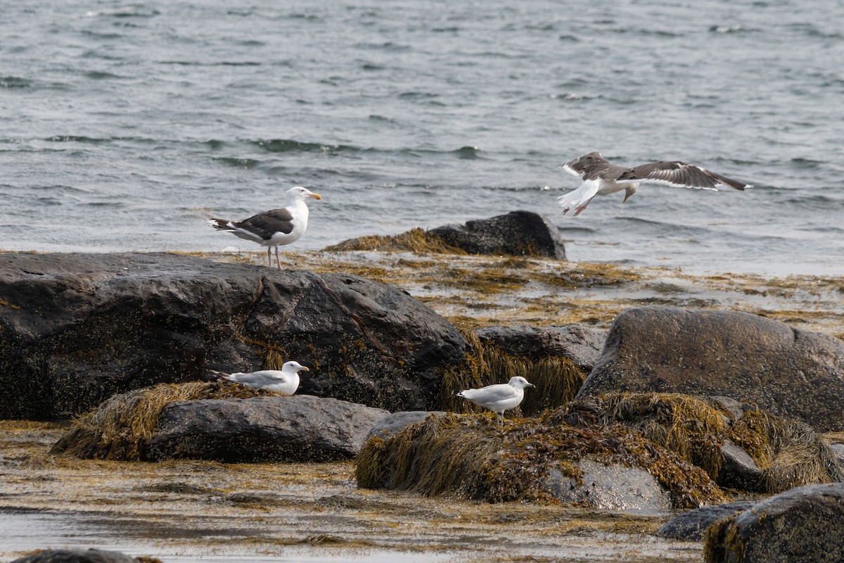 Great Black-backed Gull - ML643519706