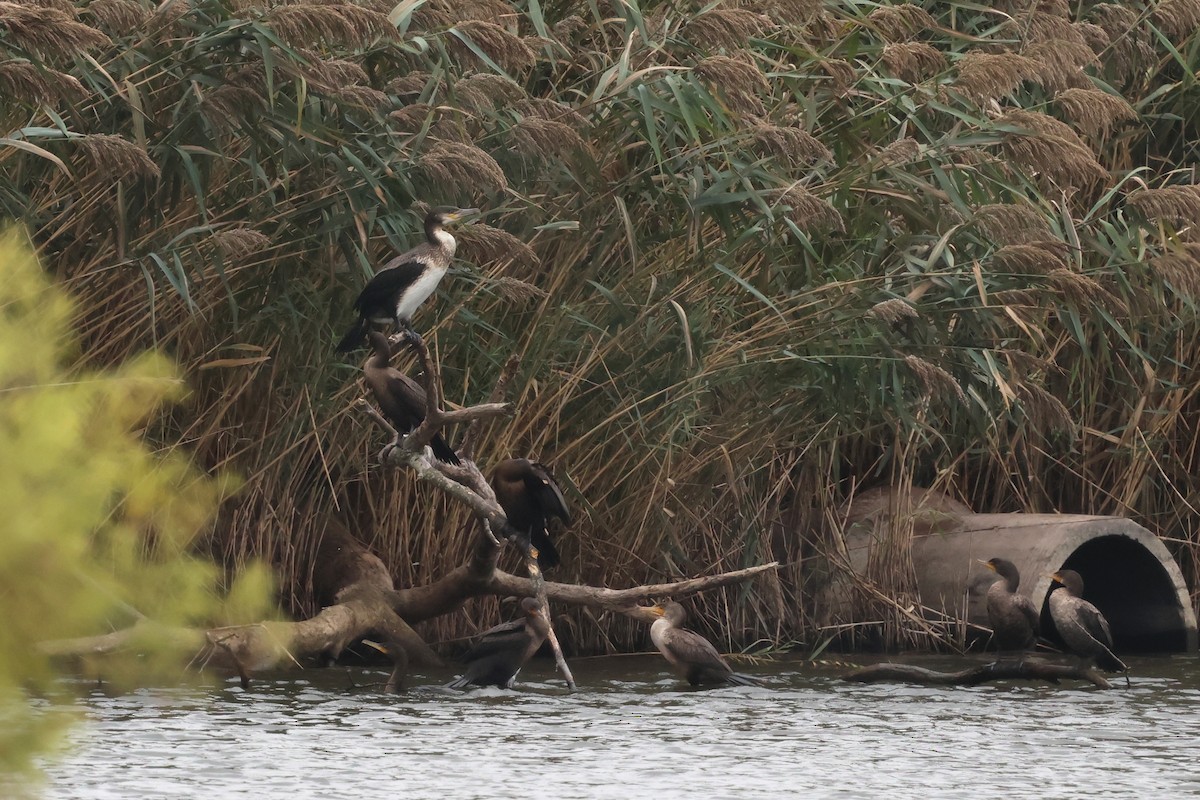 Great Cormorant - ML643519707