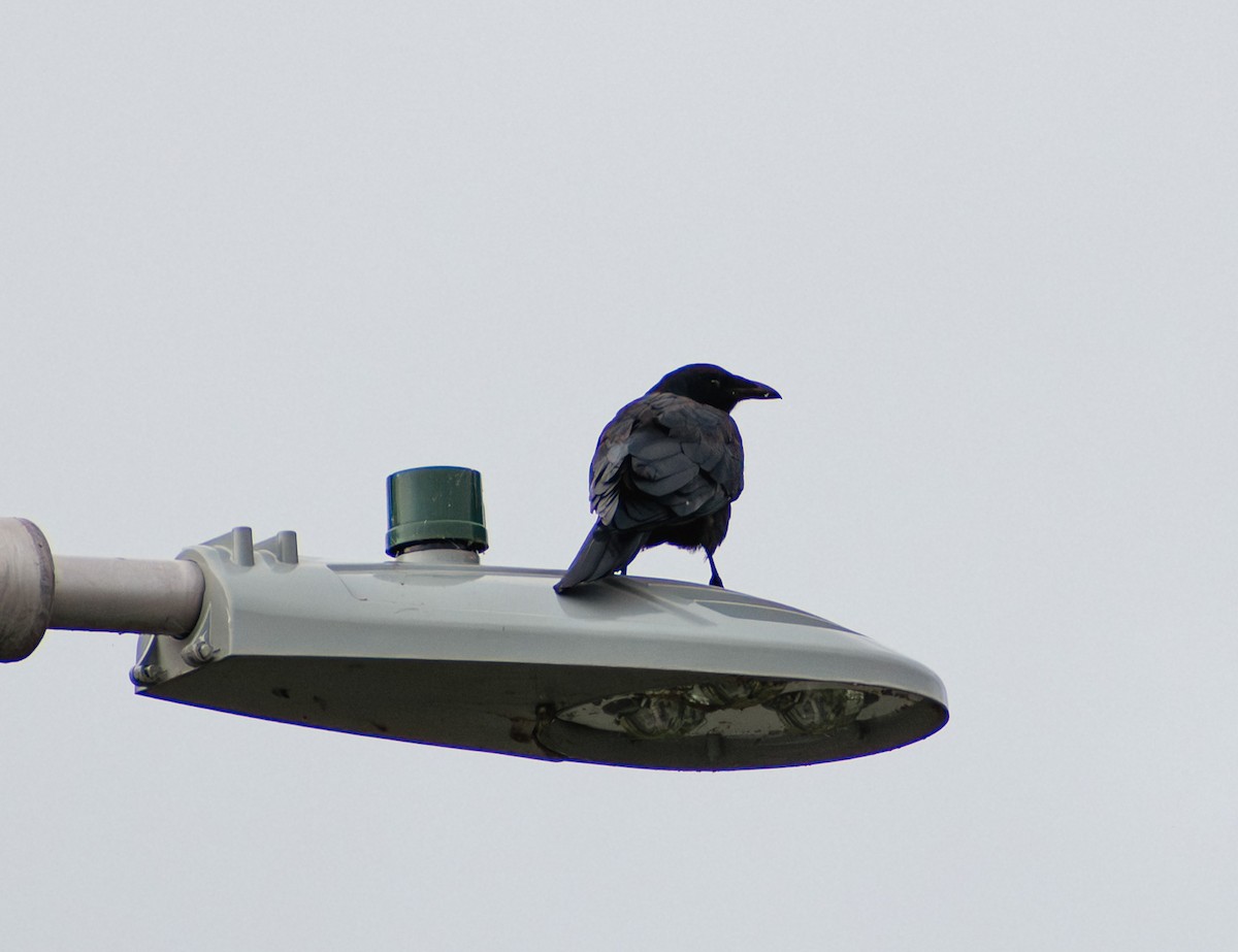 American Crow - ML643519710
