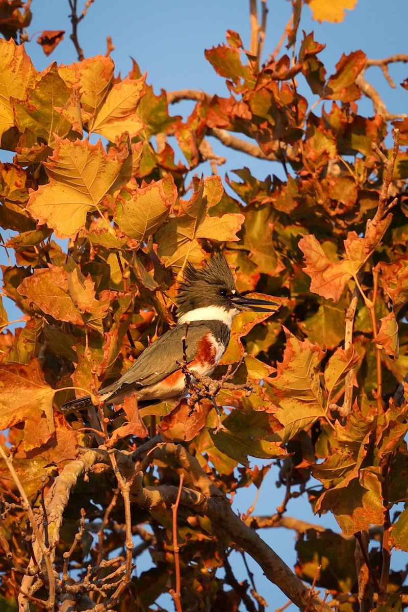 Belted Kingfisher - ML643519724