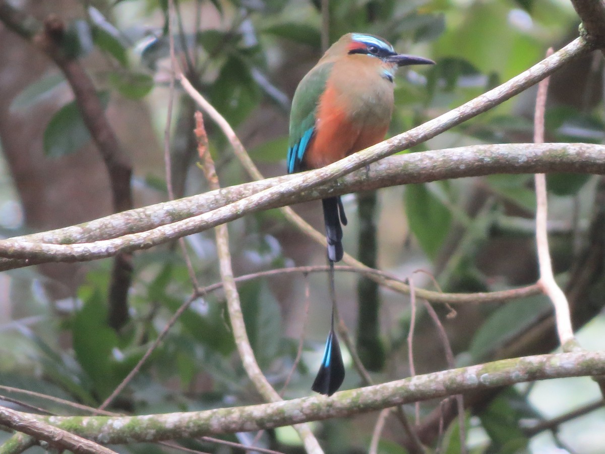 Turquoise-browed Motmot - ML643519726