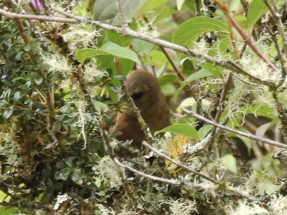 rustpiggstjert (meridana) - ML643519736