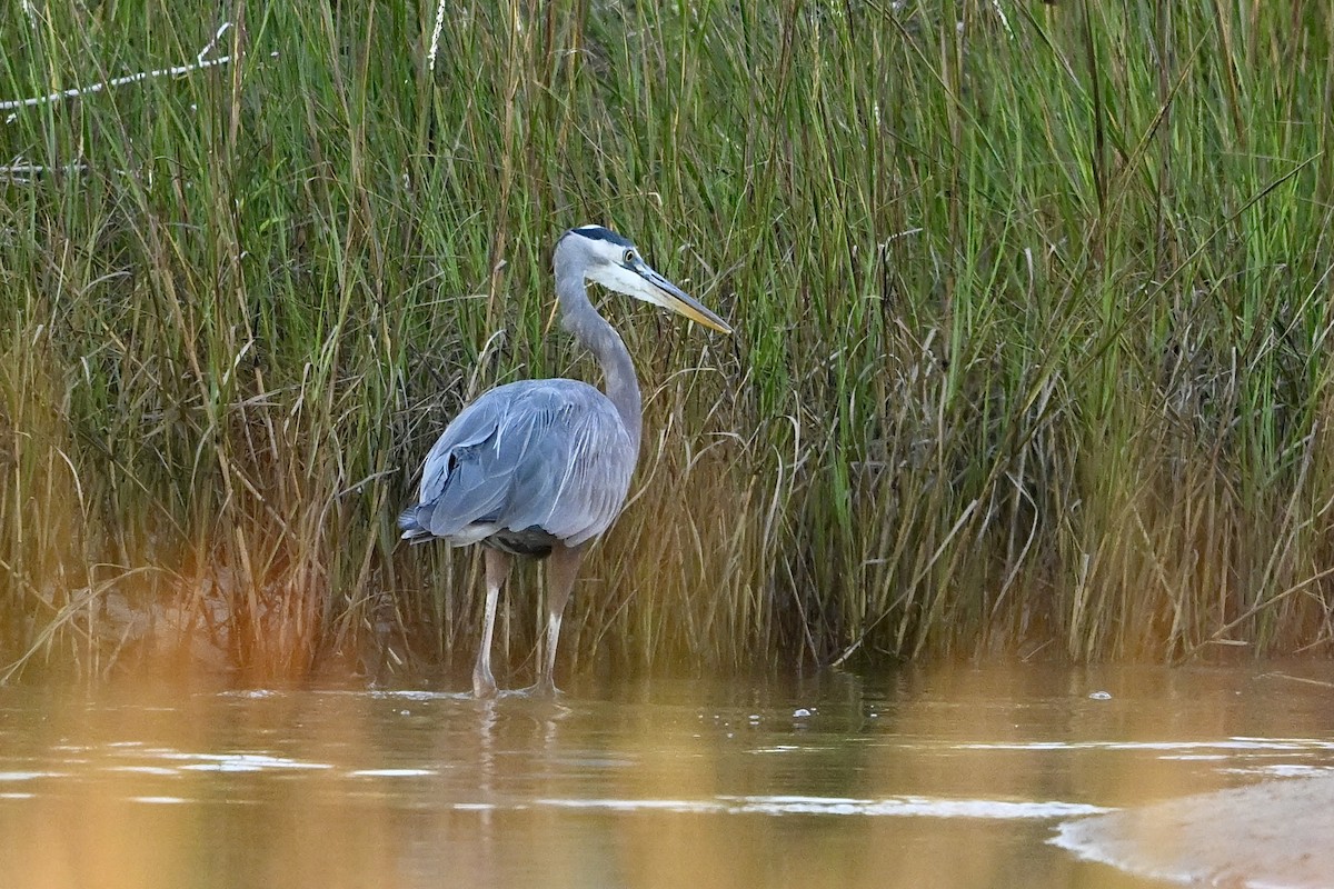 Great Blue Heron - ML643519747