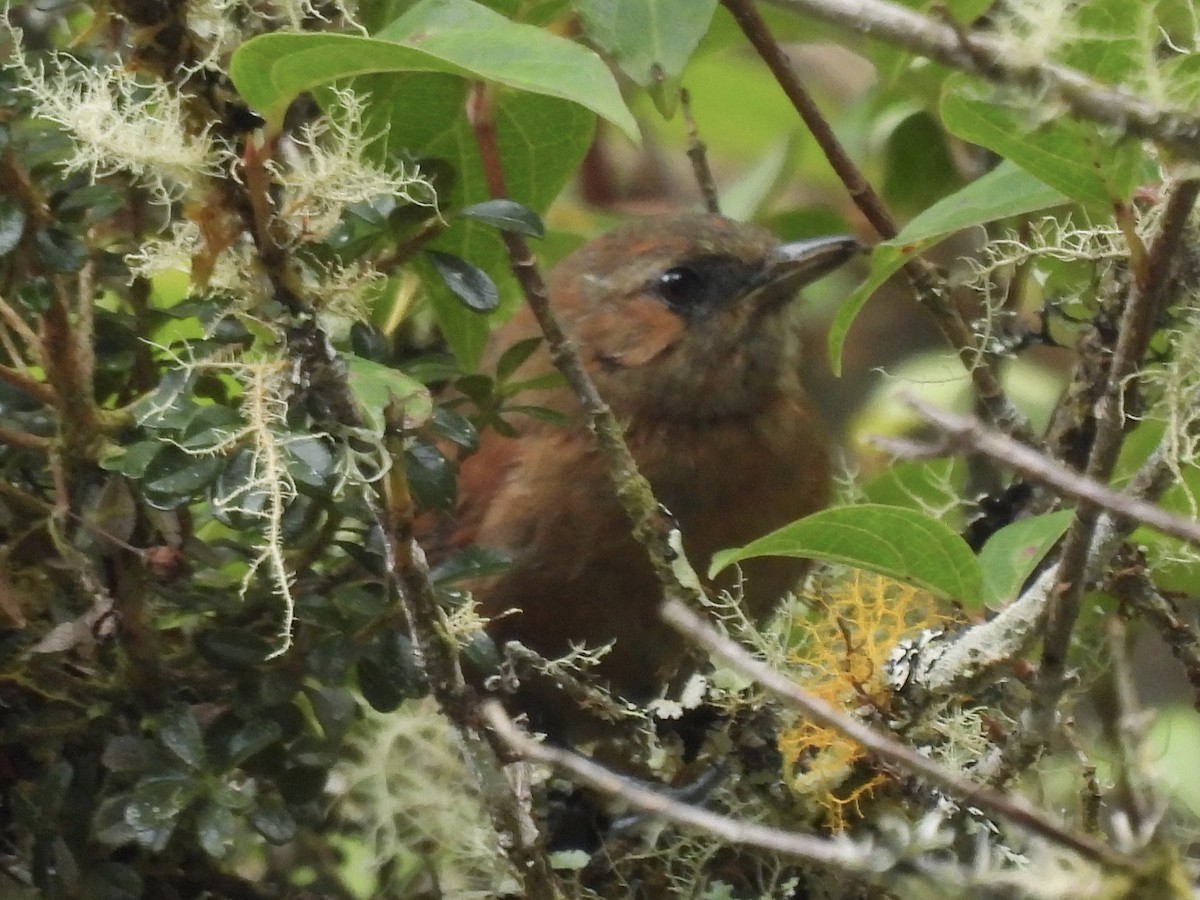 rustpiggstjert (meridana) - ML643519750