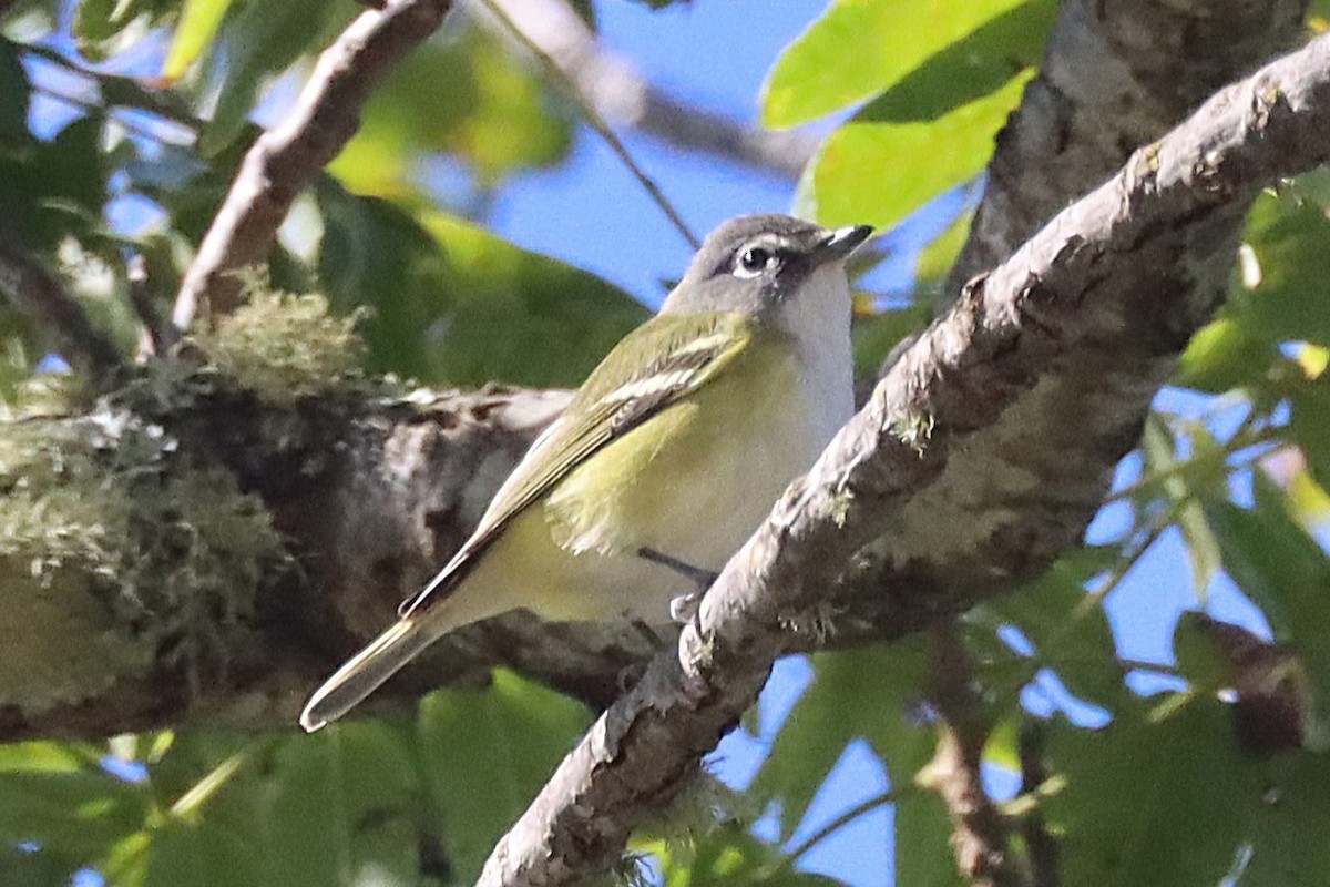 Blue-headed Vireo - ML643519751