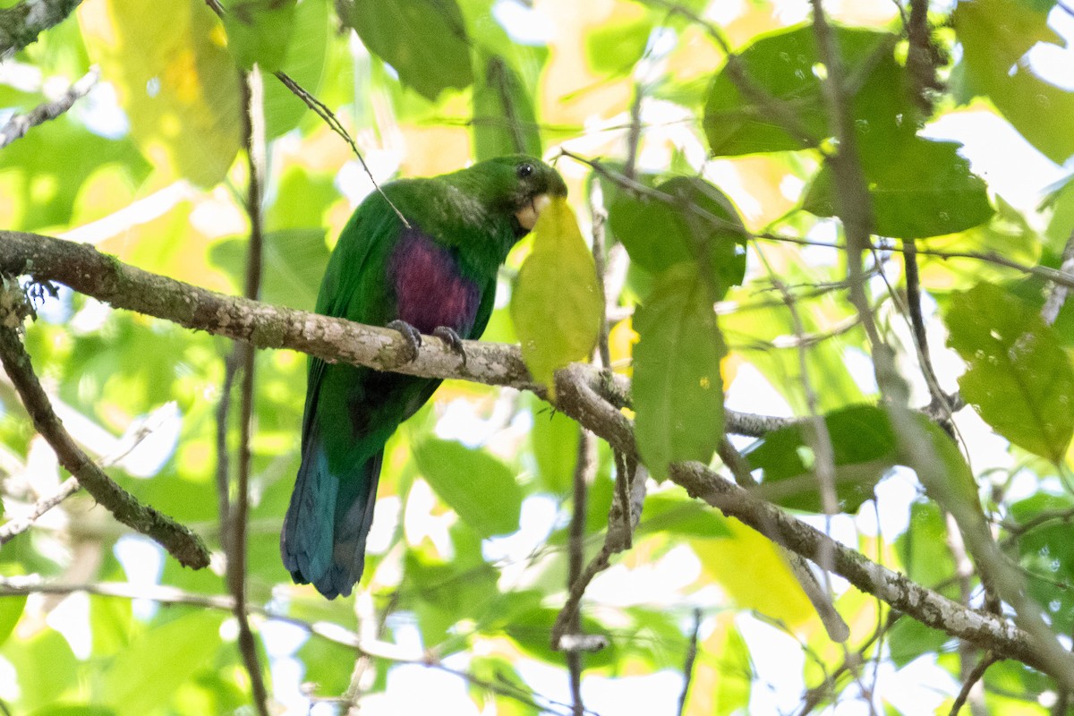 Blue-bellied Parrot - ML643519752