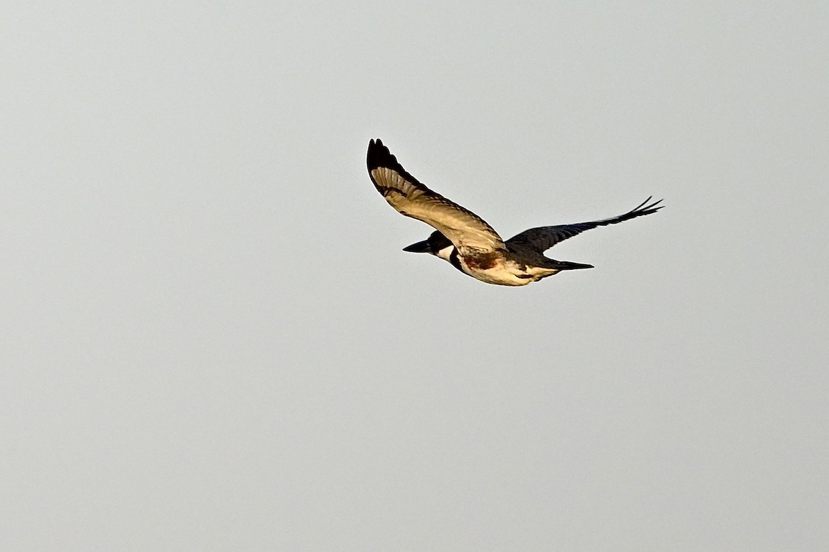 Belted Kingfisher - ML643519755