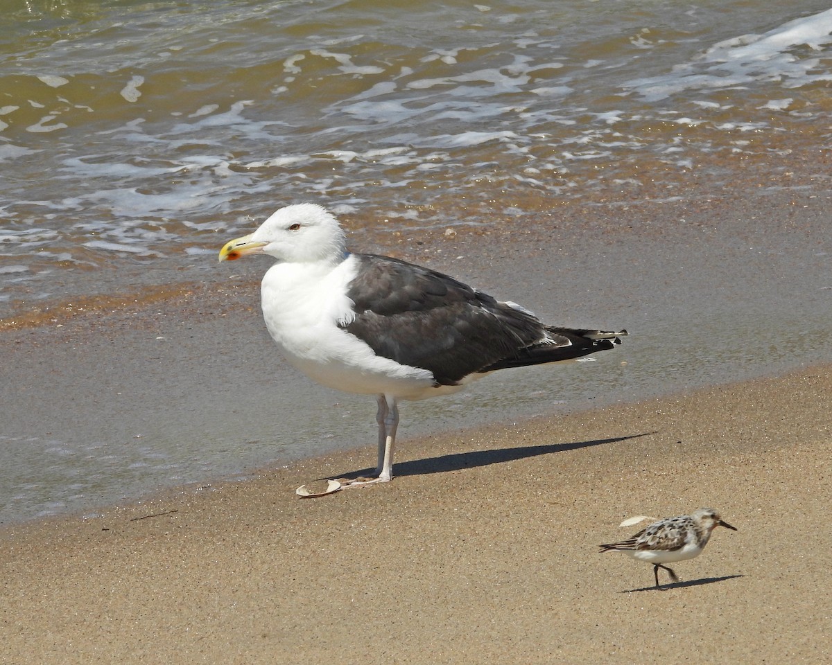 Great Black-backed Gull - ML643519764
