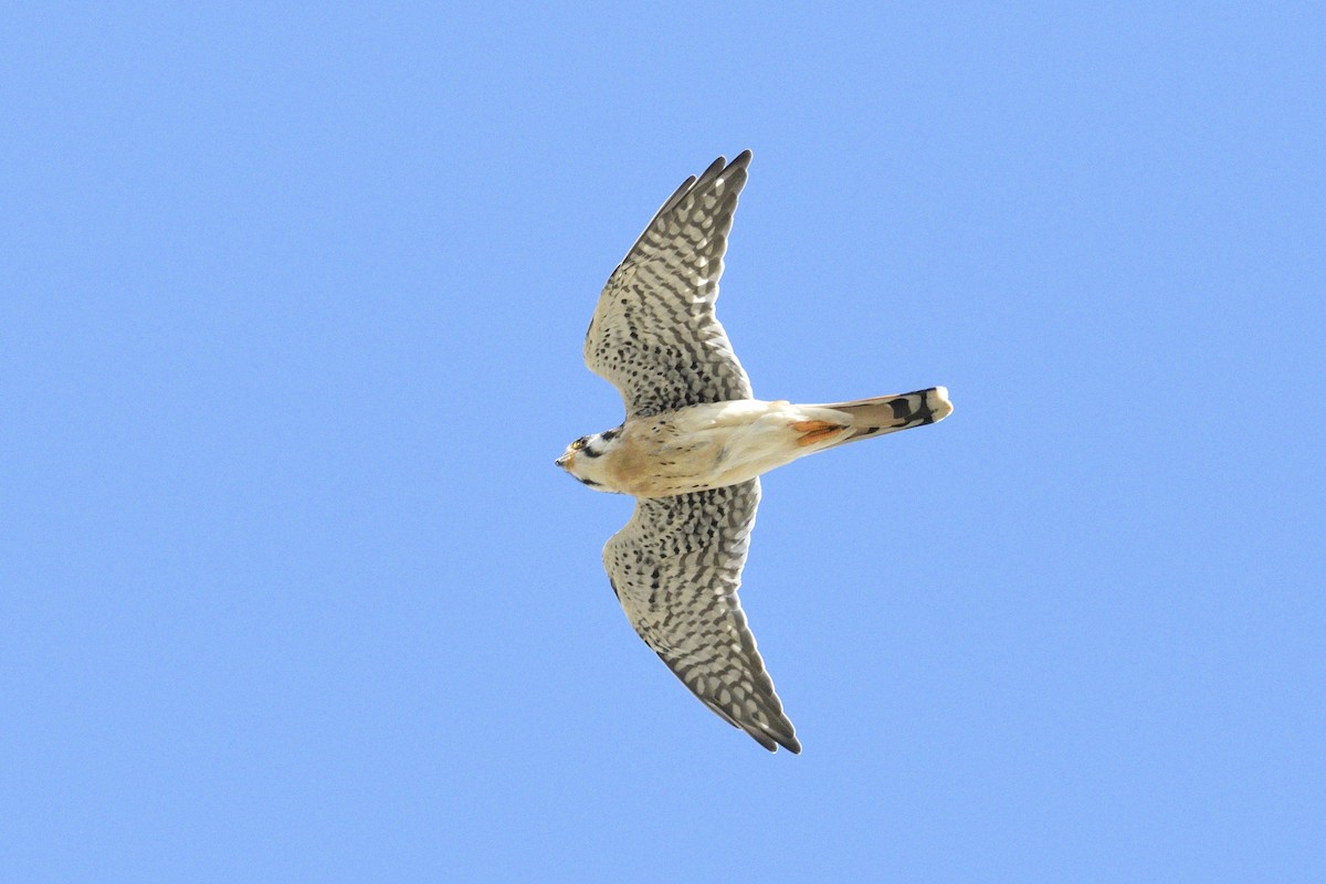 American Kestrel - ML643519766