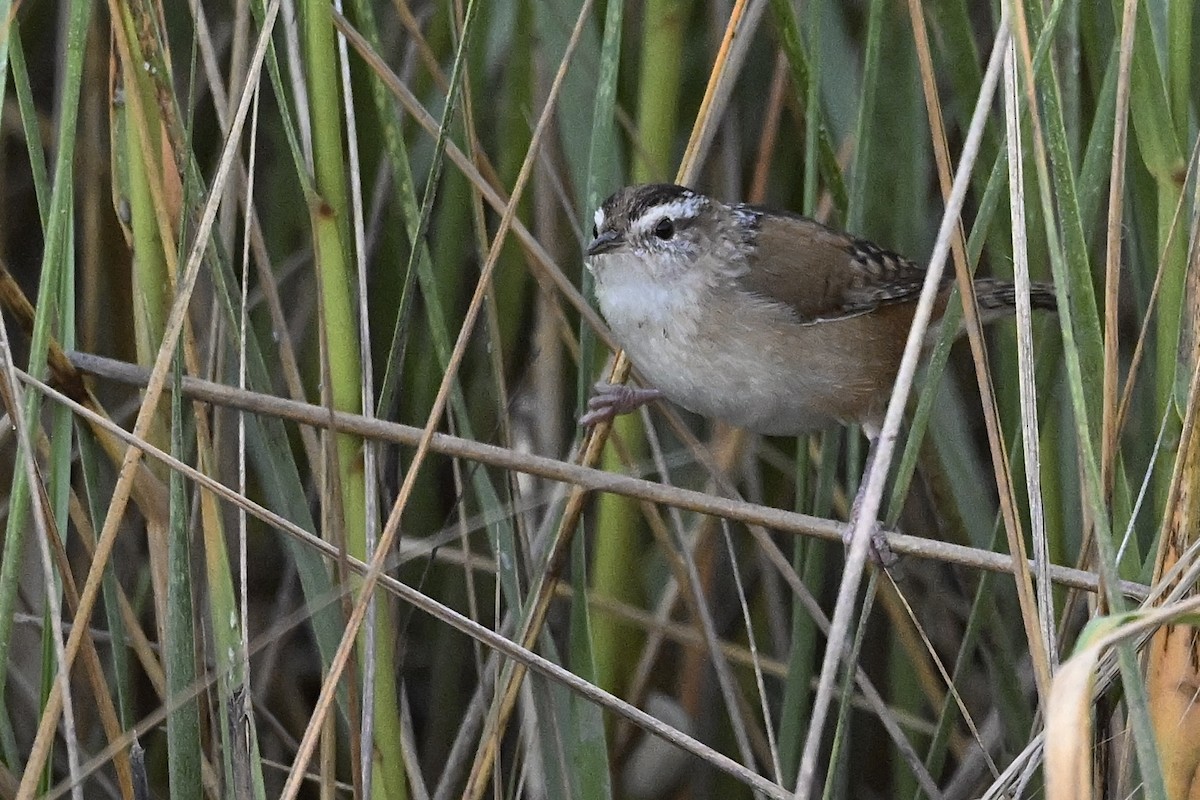Marsh Wren - ML643519777