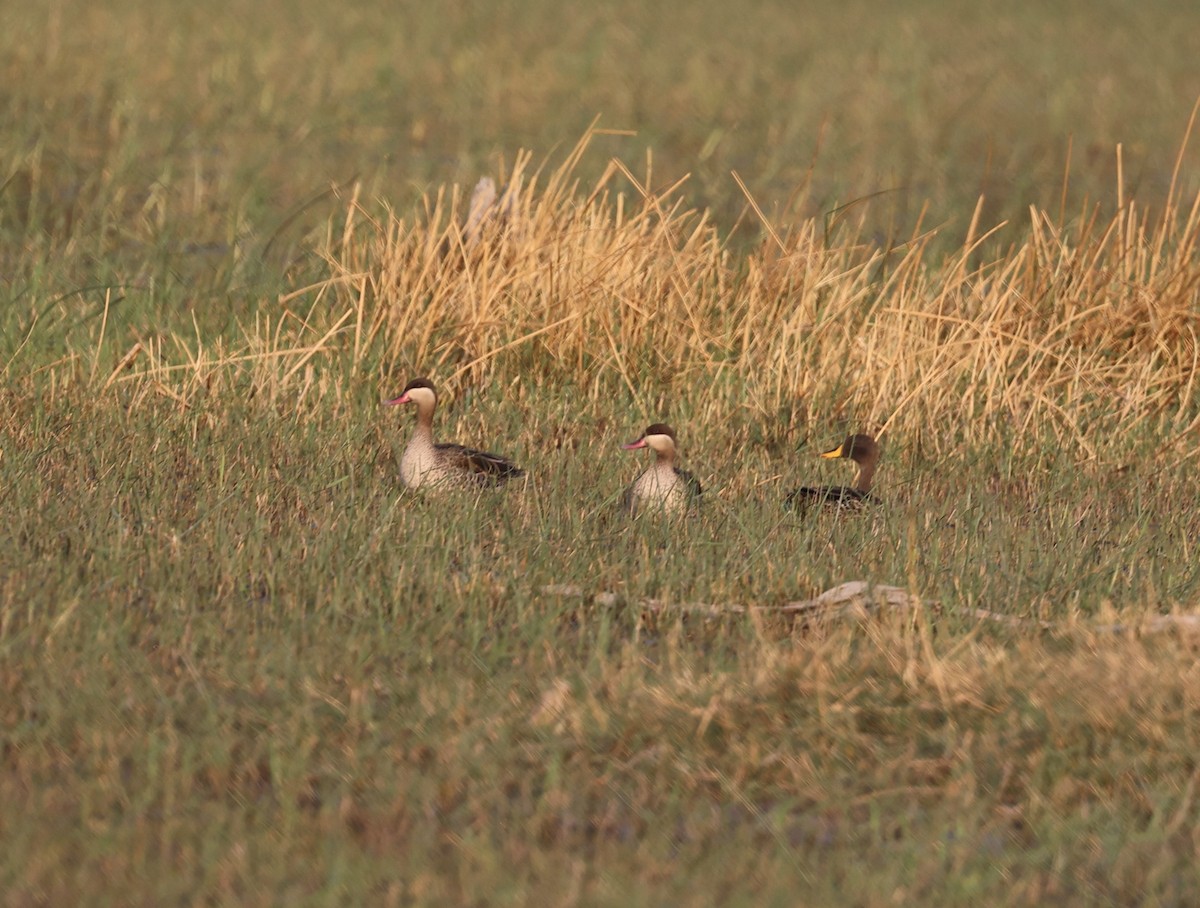 Yellow-billed Duck - ML643519793