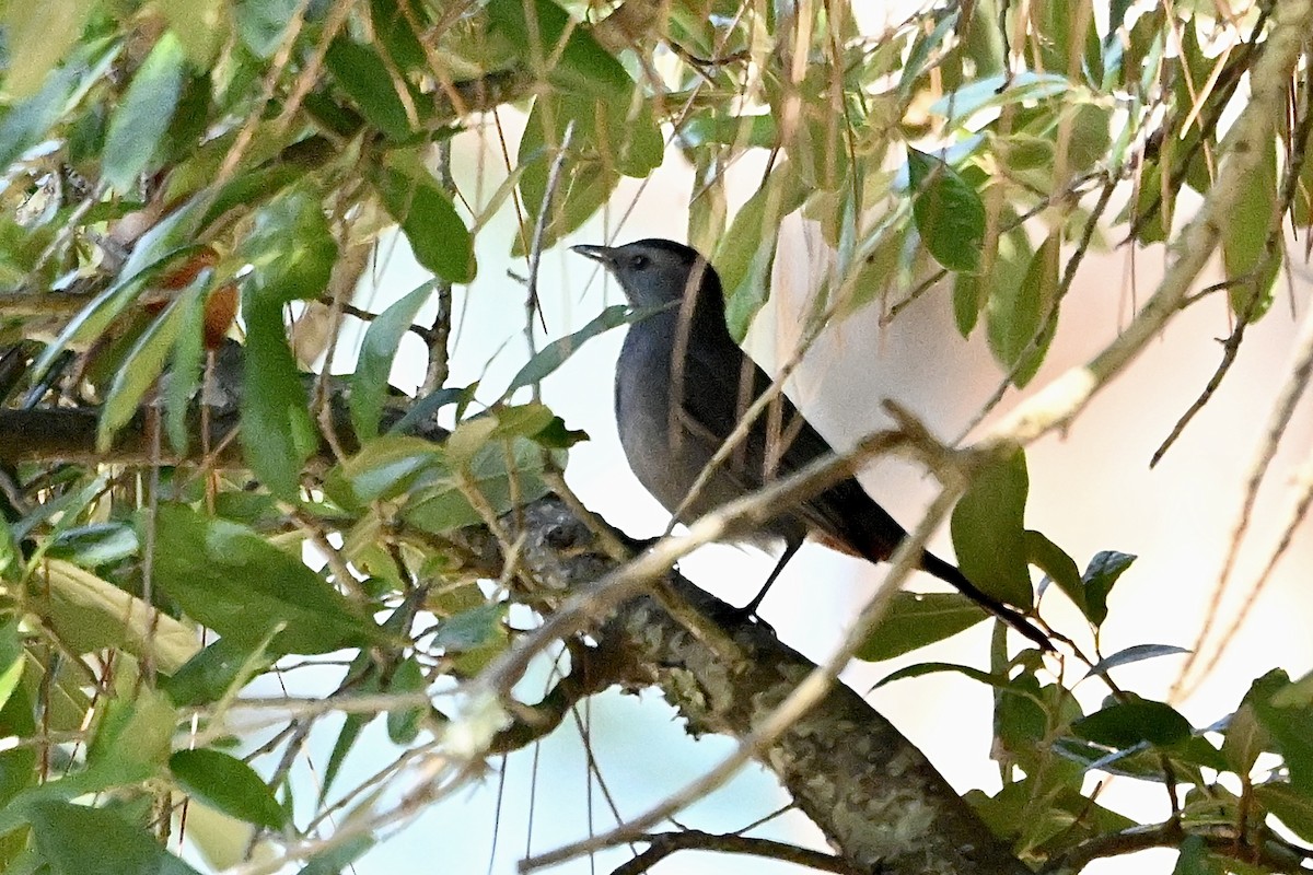 Gray Catbird - ML643519795