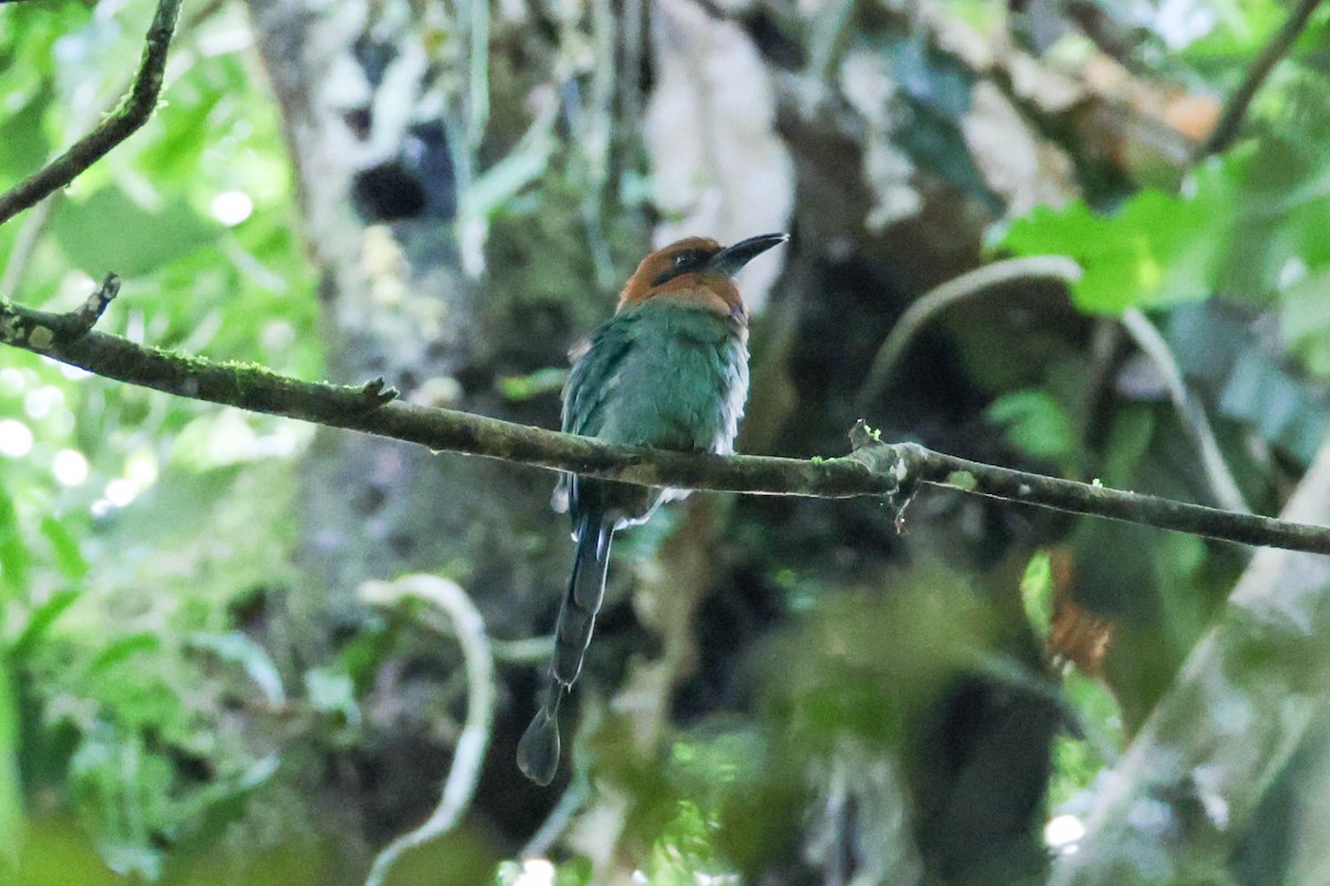 Broad-billed Motmot - ML643519796