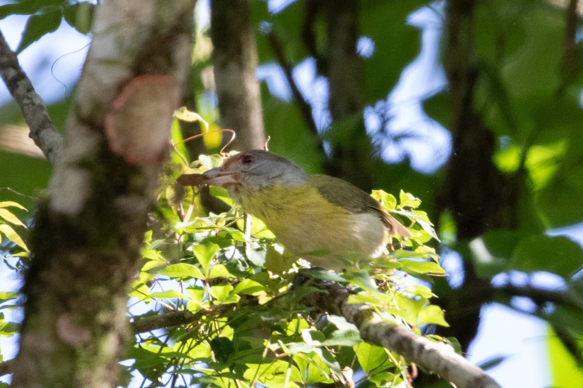 Rostbrauenvireo - ML643519800