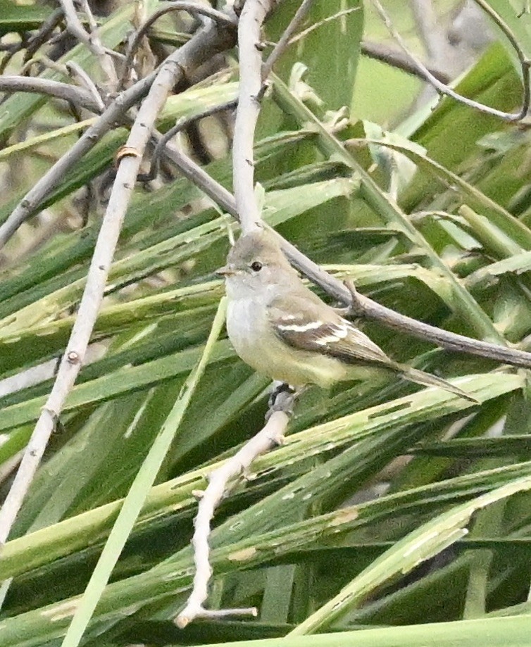 Plain Tyrannulet - ML643519804