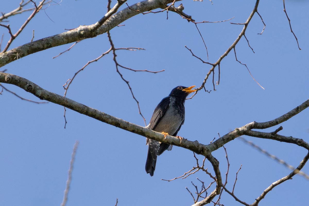 Yellow-legged Thrush - ML643519808