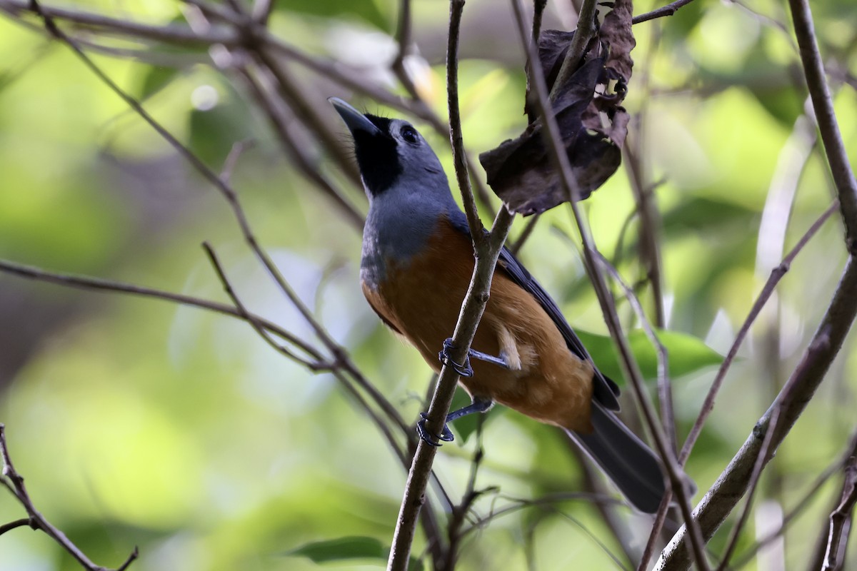 Black-faced Monarch - ML643519814