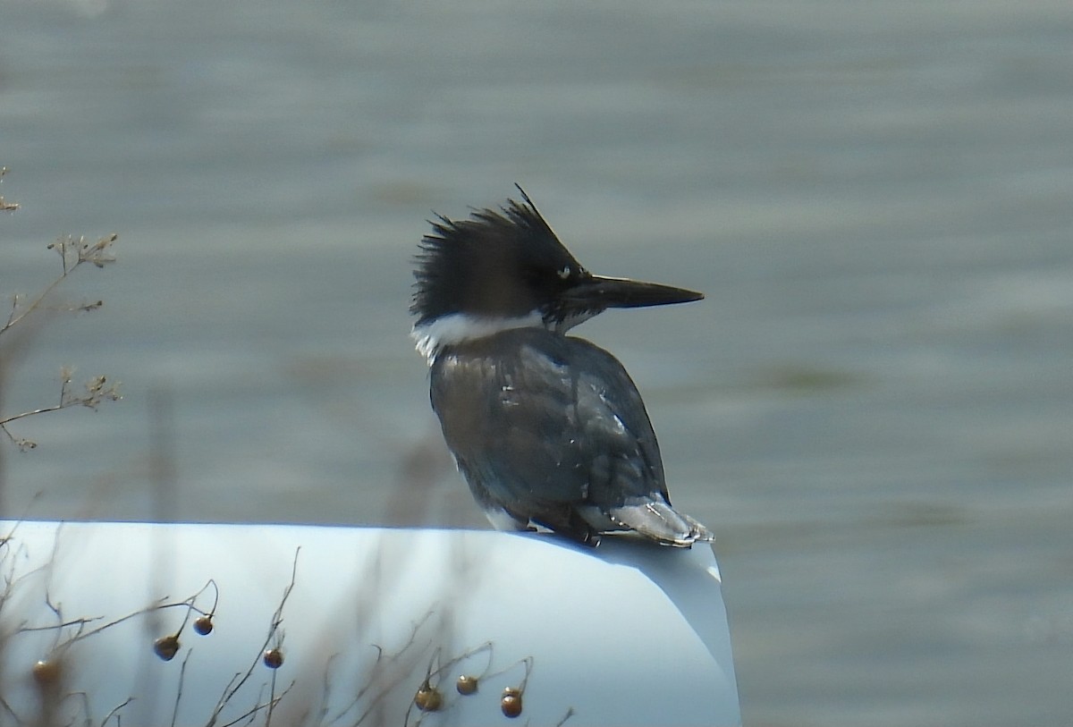 Belted Kingfisher - ML643519824