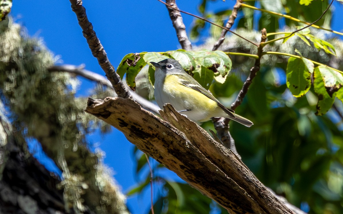 Blue-headed Vireo - ML643519825