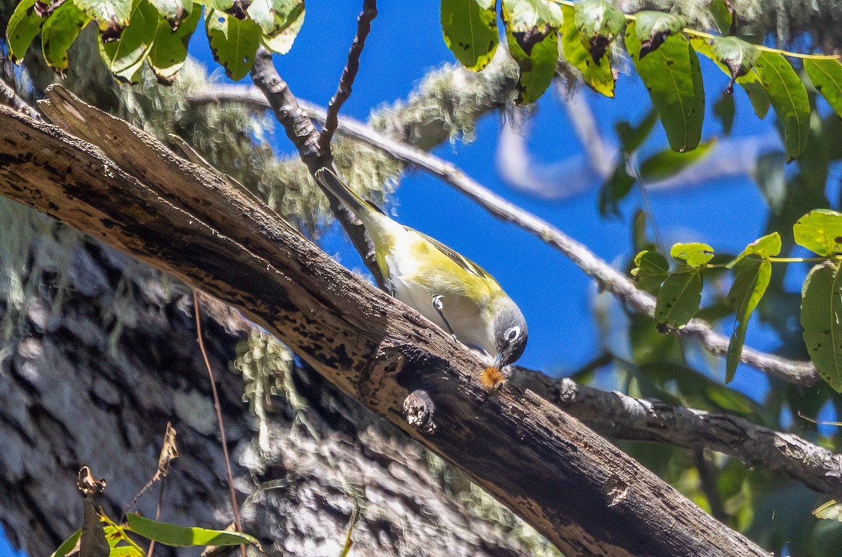 Blue-headed Vireo - ML643519826