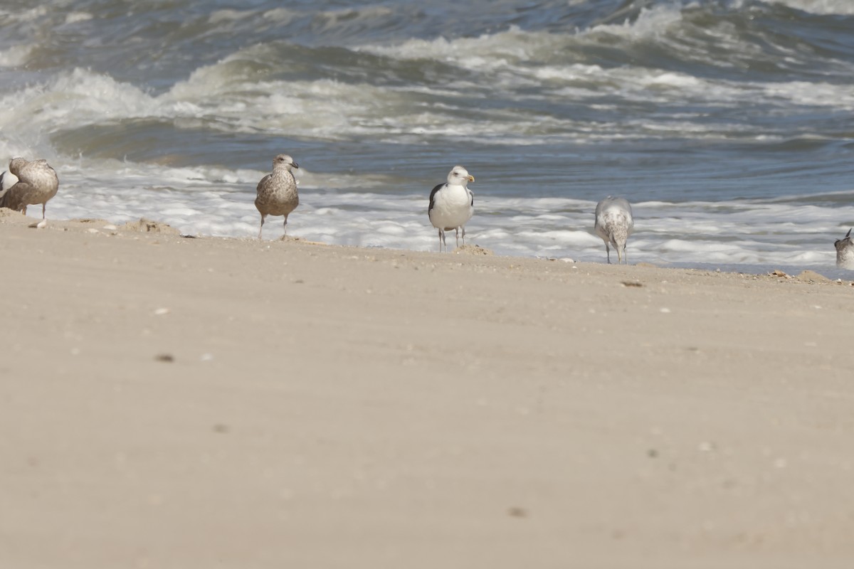 Great Black-backed Gull - ML643519828