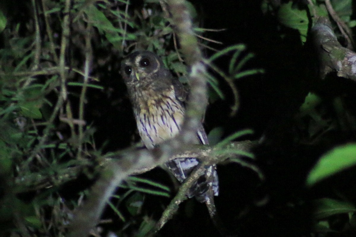 Mottled Owl - ML643519833