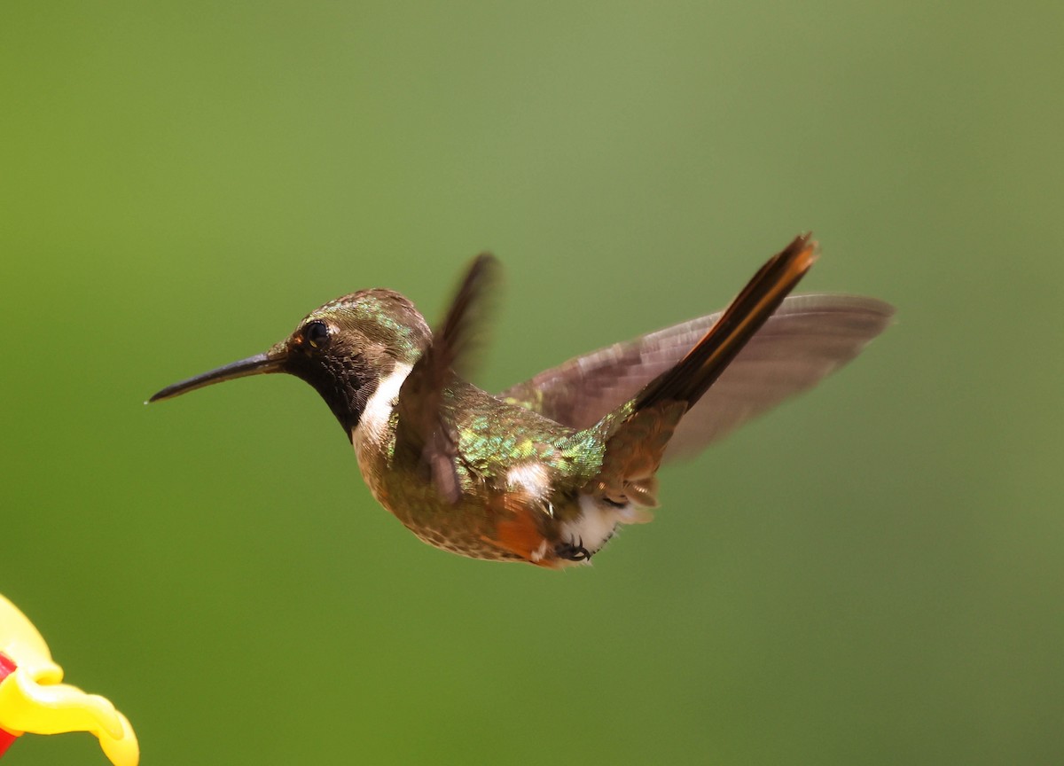 Magenta-throated Woodstar - ML643519835