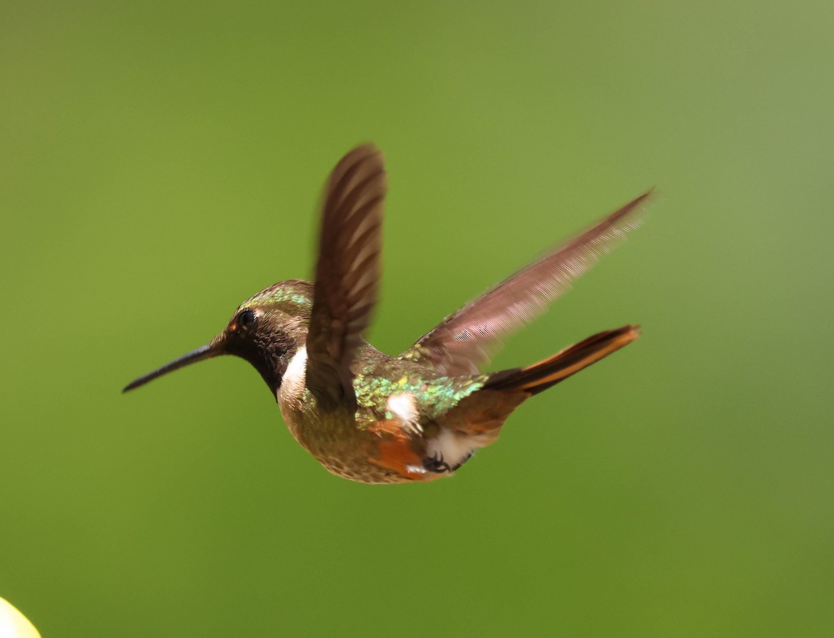 Magenta-throated Woodstar - ML643519836