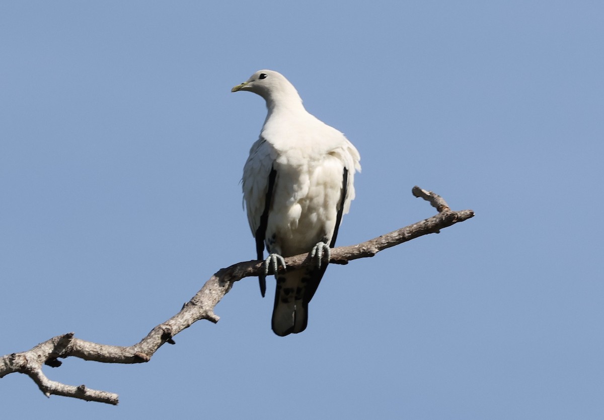 Torresian Imperial-Pigeon - ML643519839