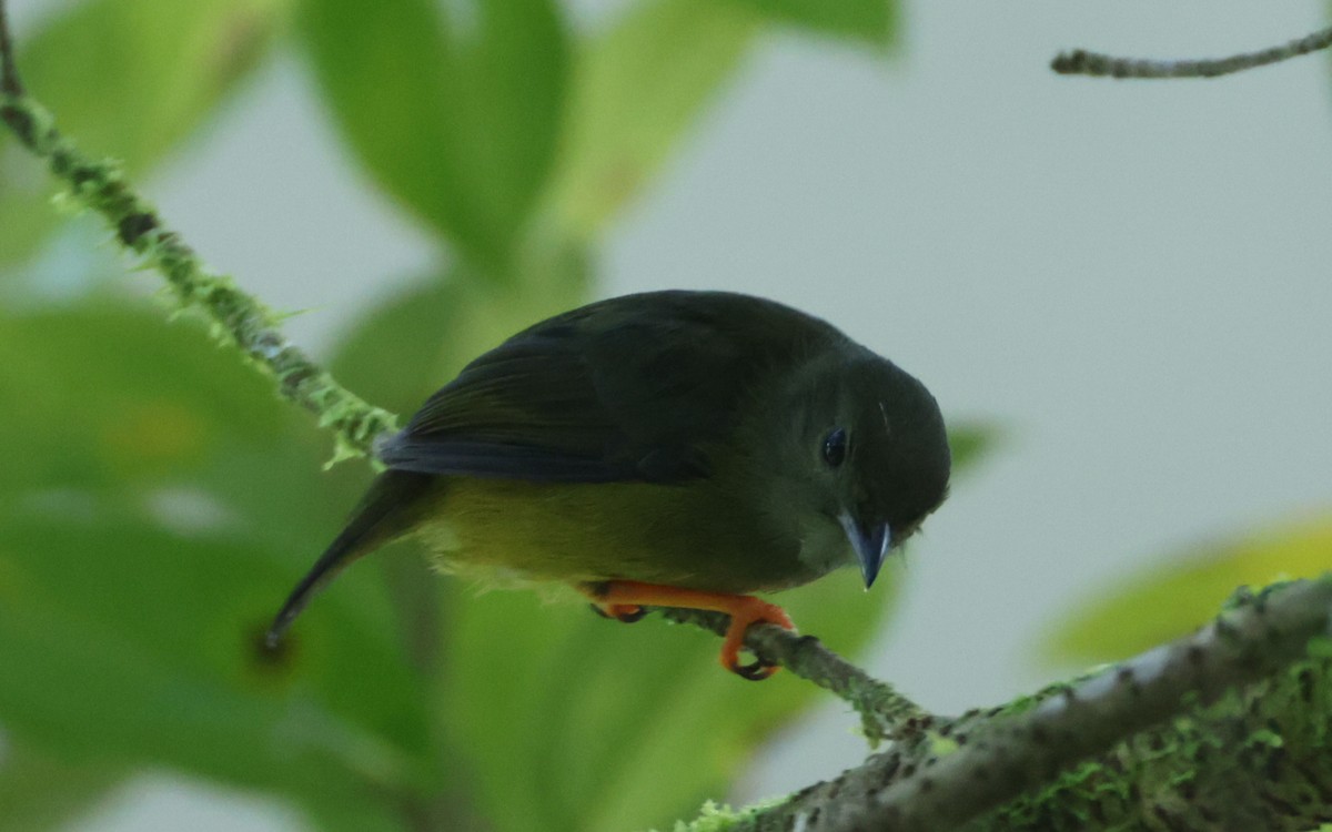 White-collared Manakin - ML643519843