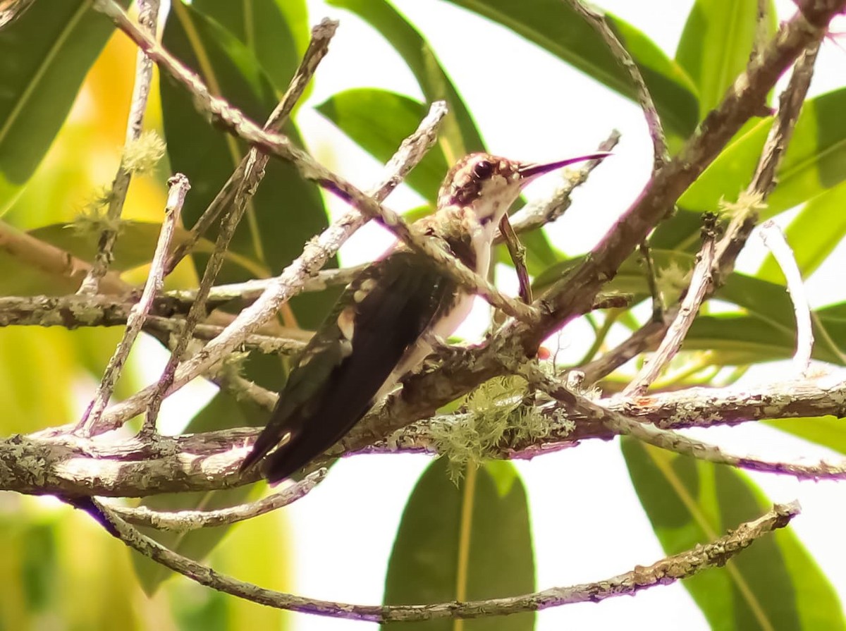 Schwarzbrust-Mangokolibri - ML643519849